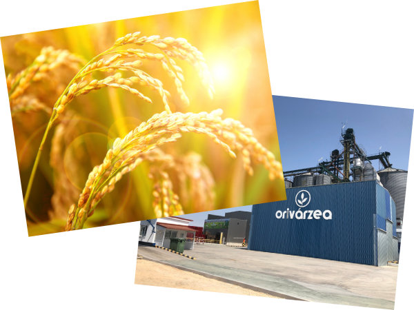 Imagem do projecto: NossoArroz-Origem.jpg