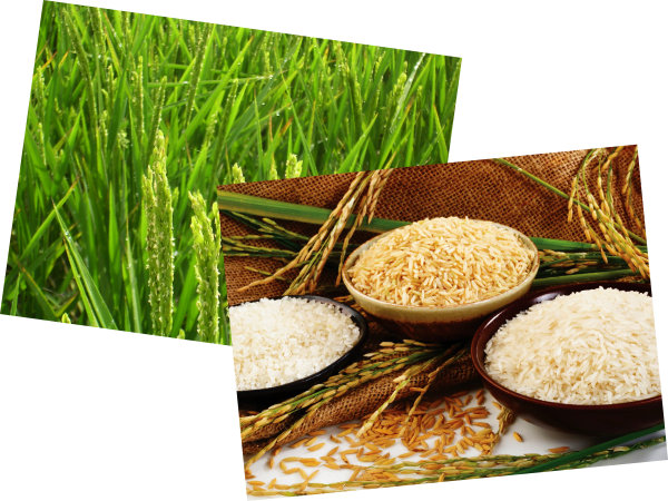 Imagem do projecto: NossoArroz.GamaTipos.jpg